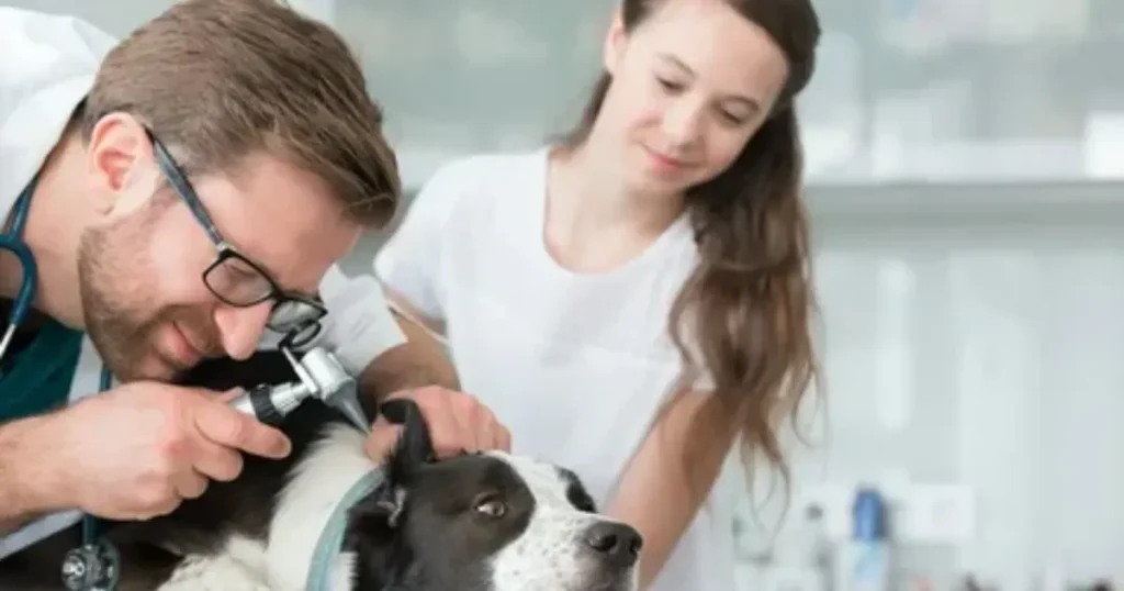 Regular vet visits are key for your dog's health