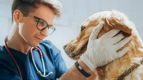 Dog health insurance - vet examining healthy dog with owner.