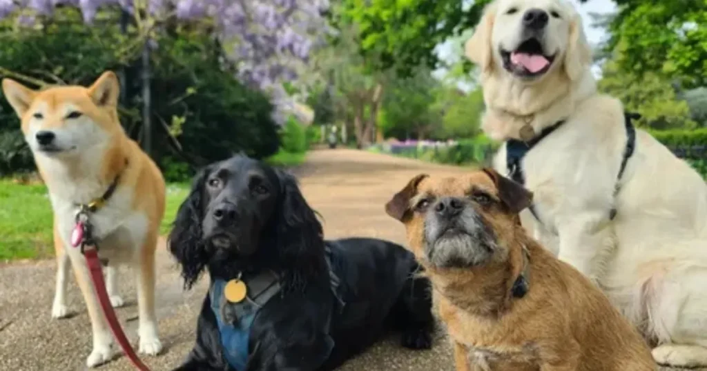 Choosing dog health insurance for different dogs - diverse breeds and ages.