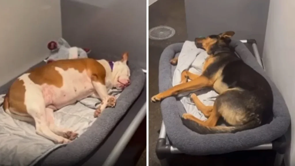 Dog lying comfortably on a soft and spacious bed in a canine lodging suite.