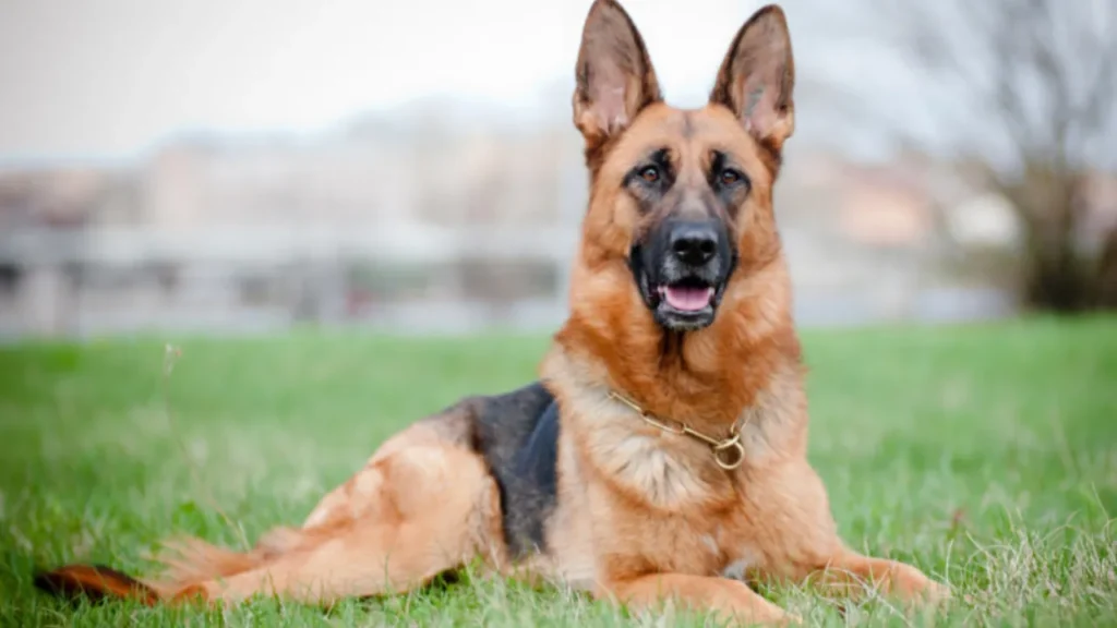 Top 5 Most Intelligent and Loyal Dog Breeds