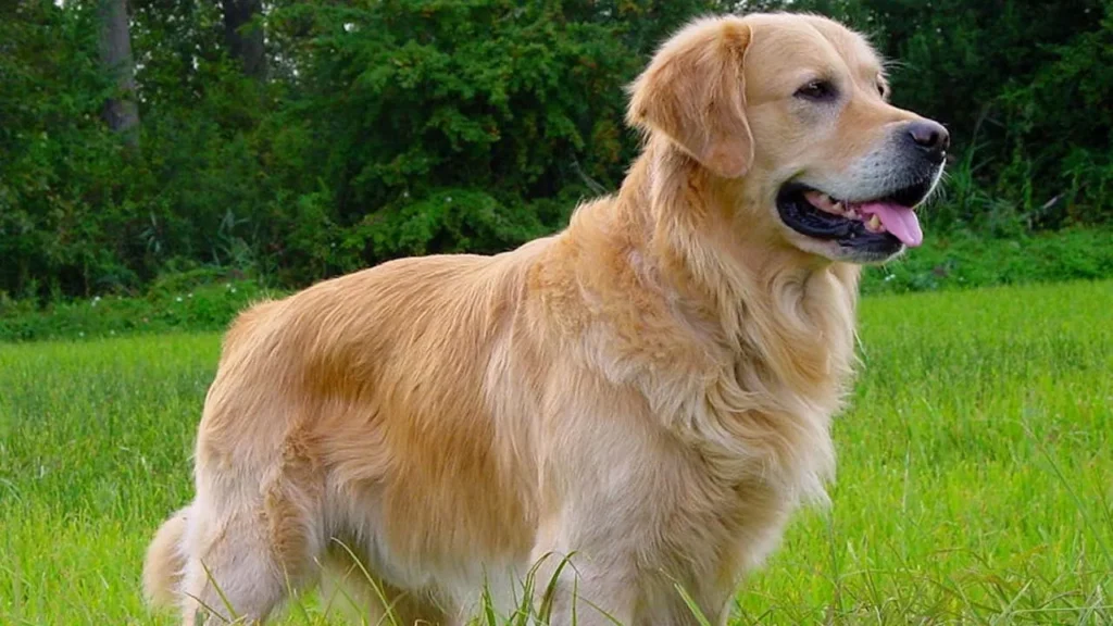 Golden Retriever showing gentle intelligence while playing with children in family home