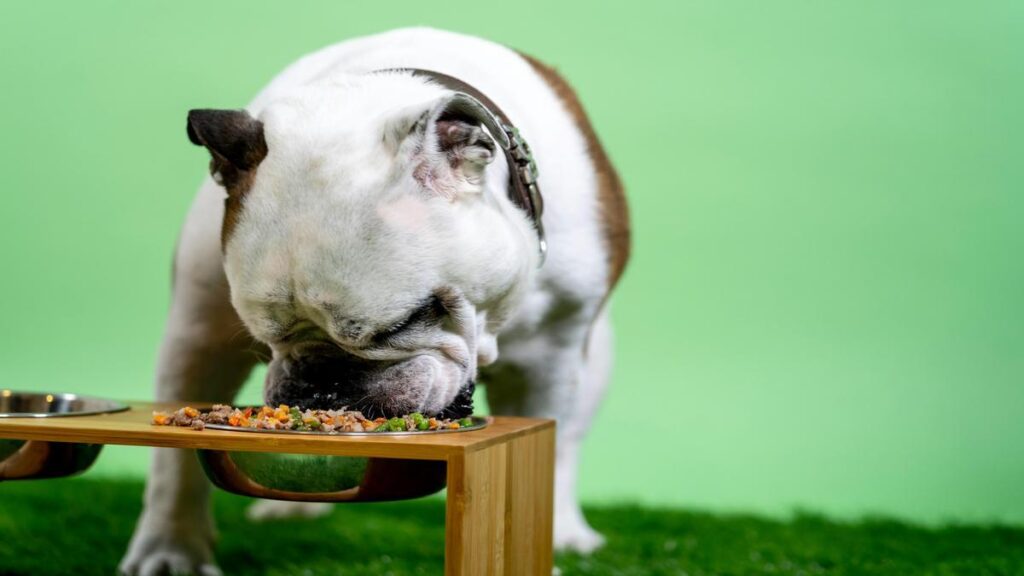 5 Tips for Choosing the Best Dog Kibble