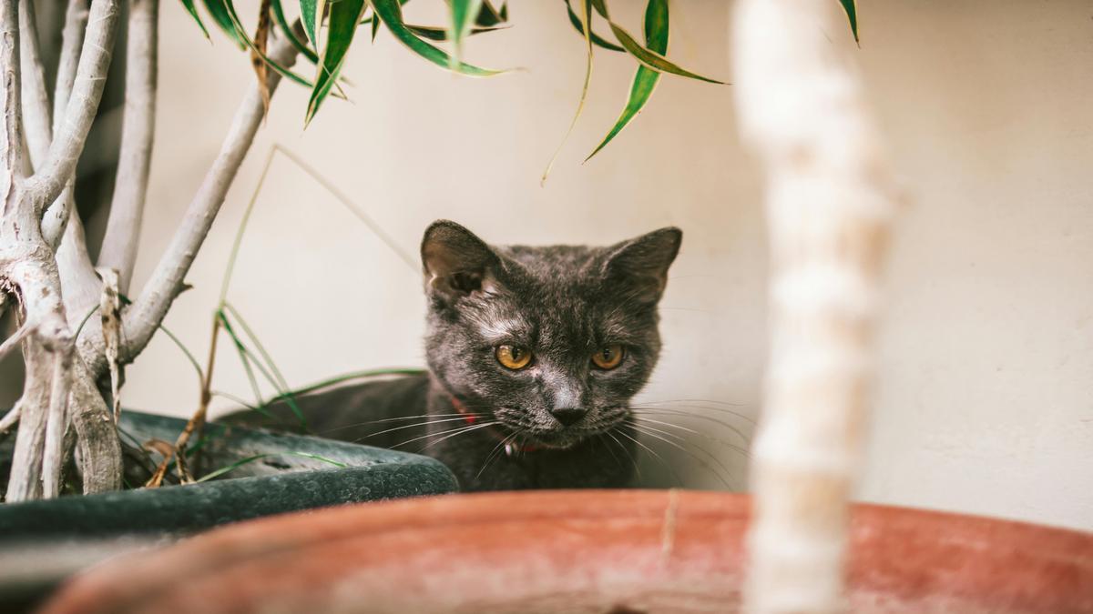 Understanding First-Year Pet Care Expenses Understanding First-Year Pet Care Expenses
