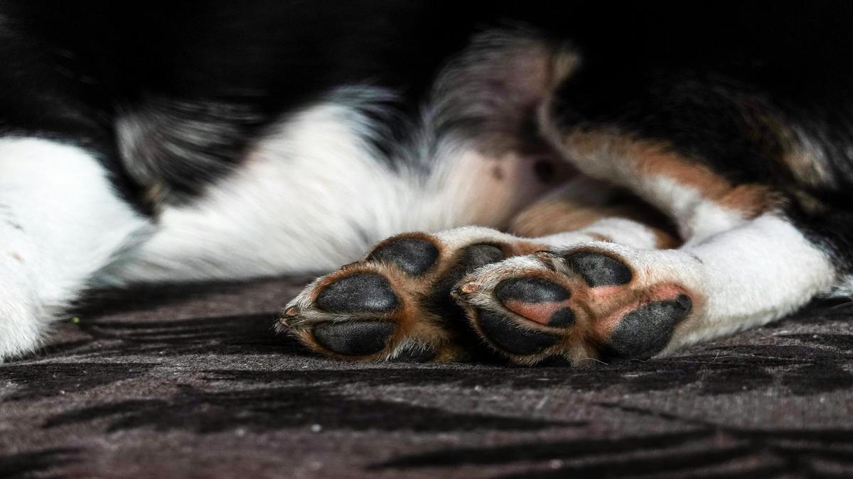 Understanding Luxury Pet Service Value Understanding Luxury Pet Service Value