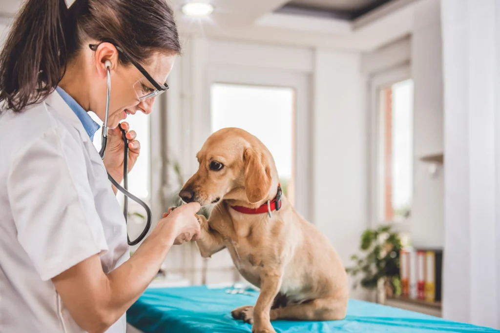 Dog Grooming Service Prices