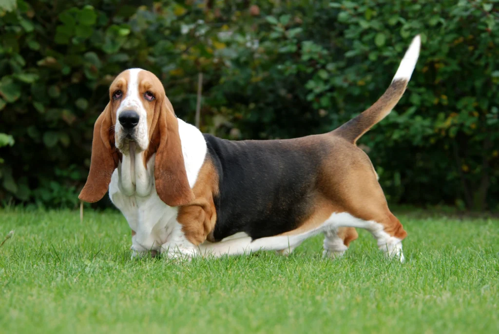 The Most Calm Dog Breeds (Scientifically Proven)