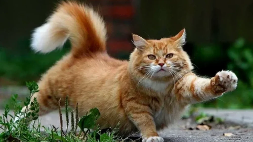 Common Mistakes to Avoid When adoption a New Cat