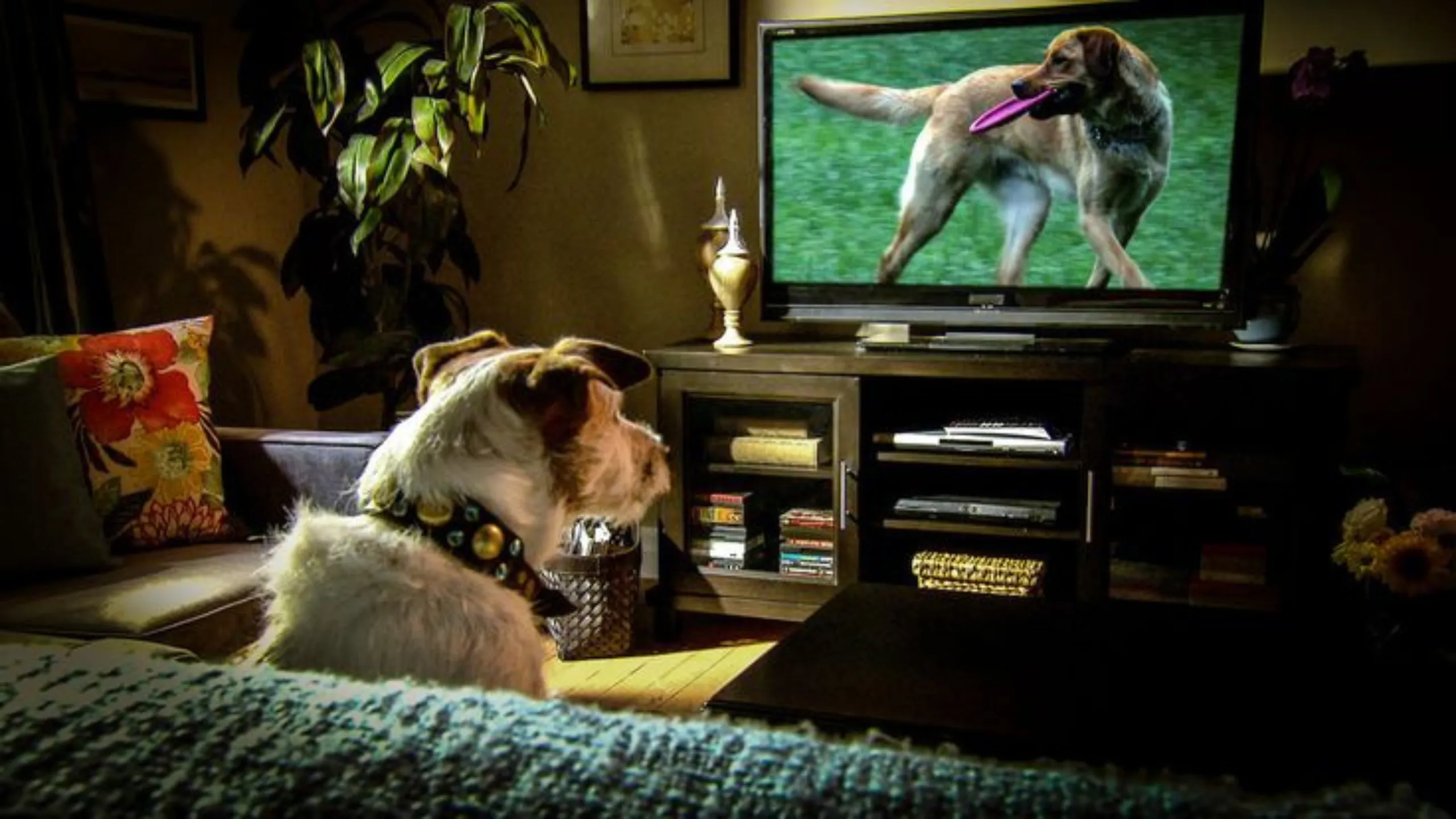 How Does TV Affect Your Dog?
