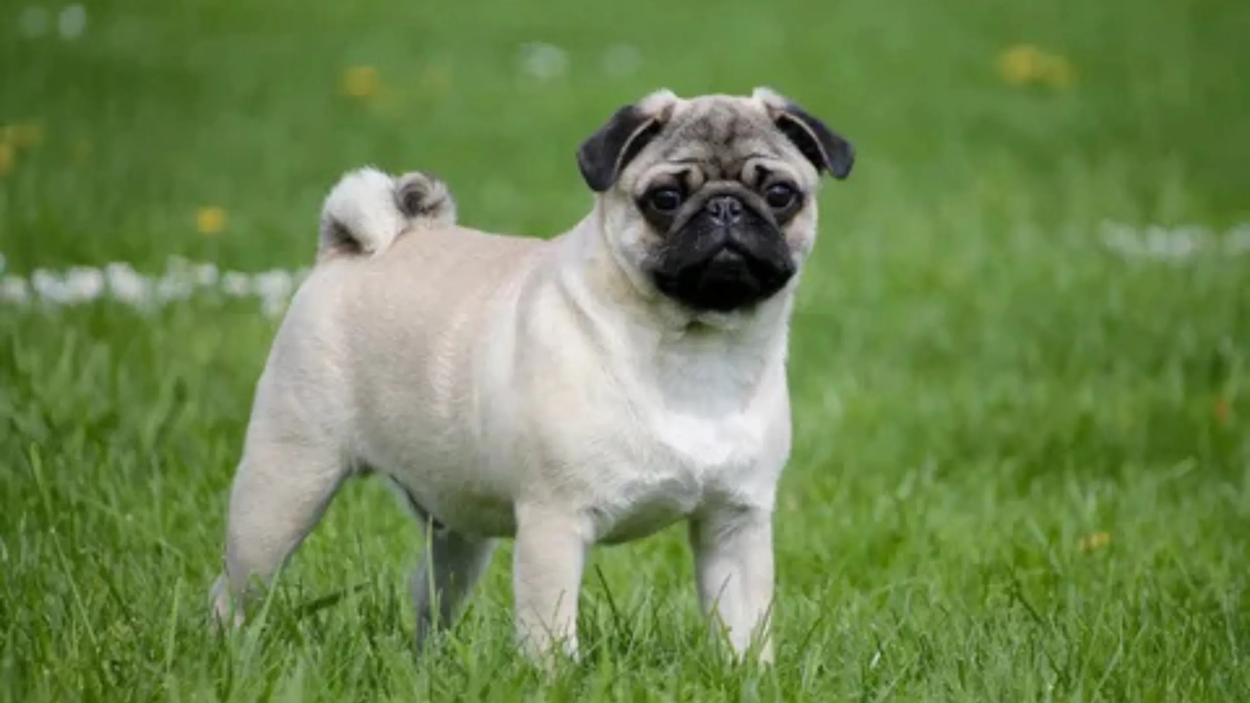 Adorable Pug sleeping curled up, representing calm small dog breeds proven by science