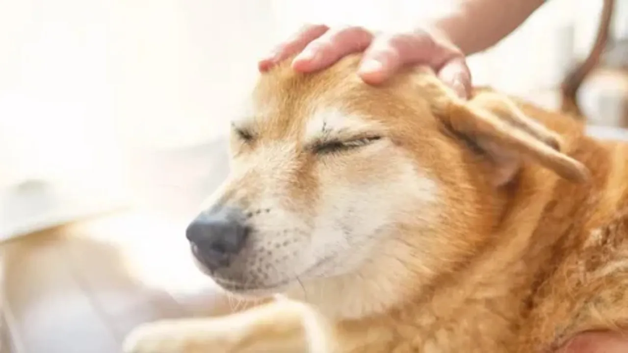 Paws and Wellness Festival Promotes Peace Together