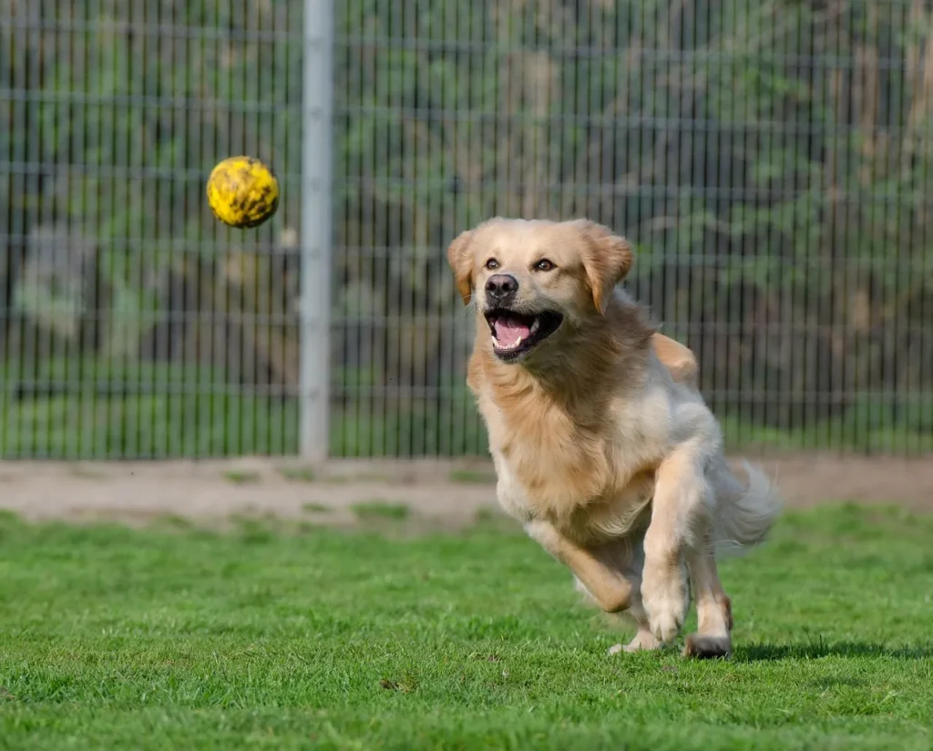 The Best Dog Boarding in Boston, MA 2024