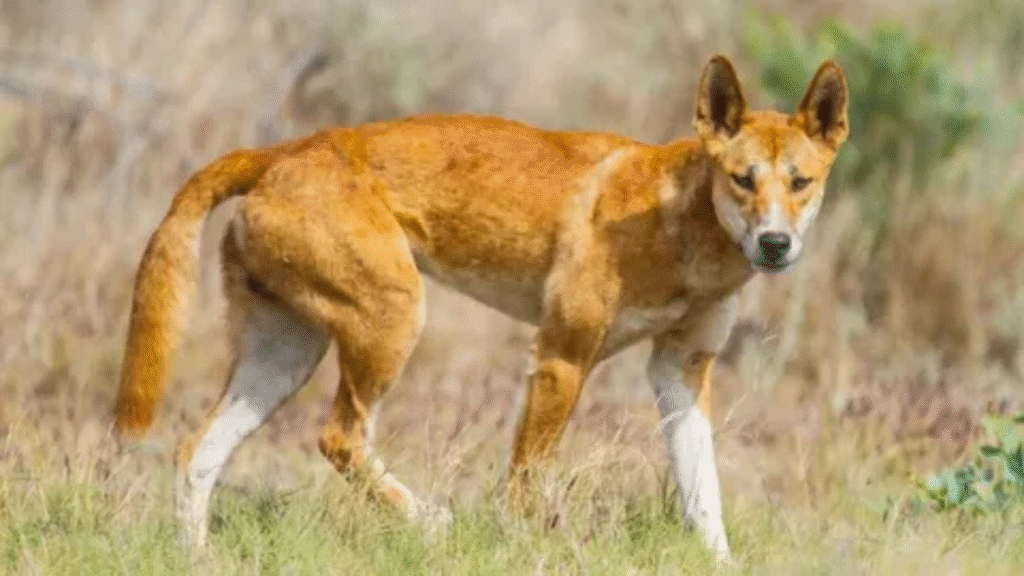 The Dingo Debate Species or Feral Dog?