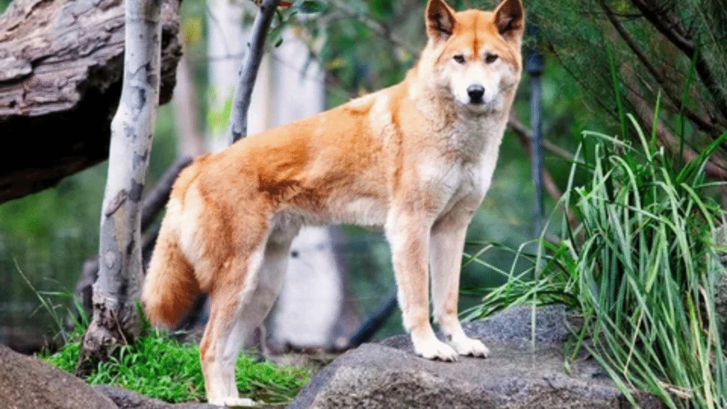 The Dingo Debate Species or Feral Dog?