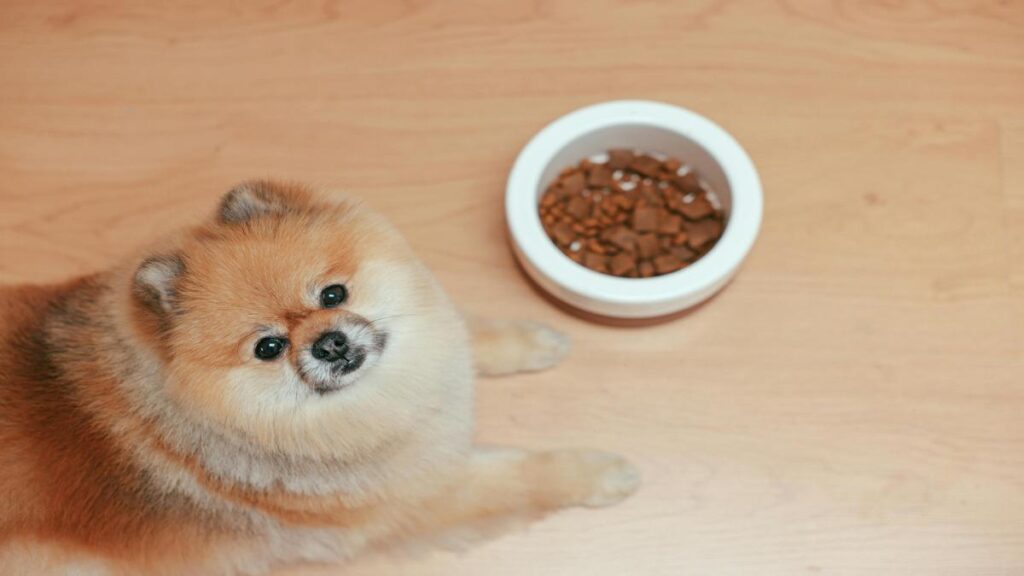 Beyond Kibble, Health-Boosting Foods,