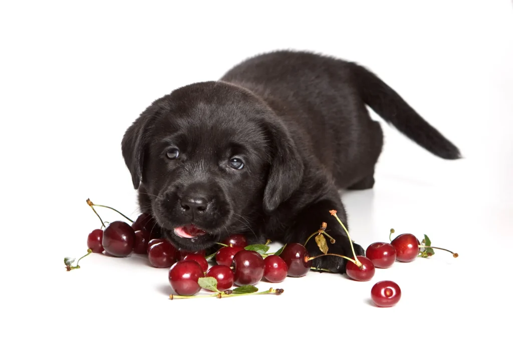 My Dog Ate a Cherry! Vet’s Emergency Guide (Do THIS Now!)