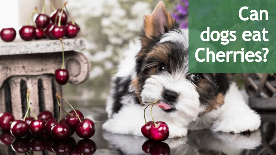 You may be wondering if cherries are safe for dogs
