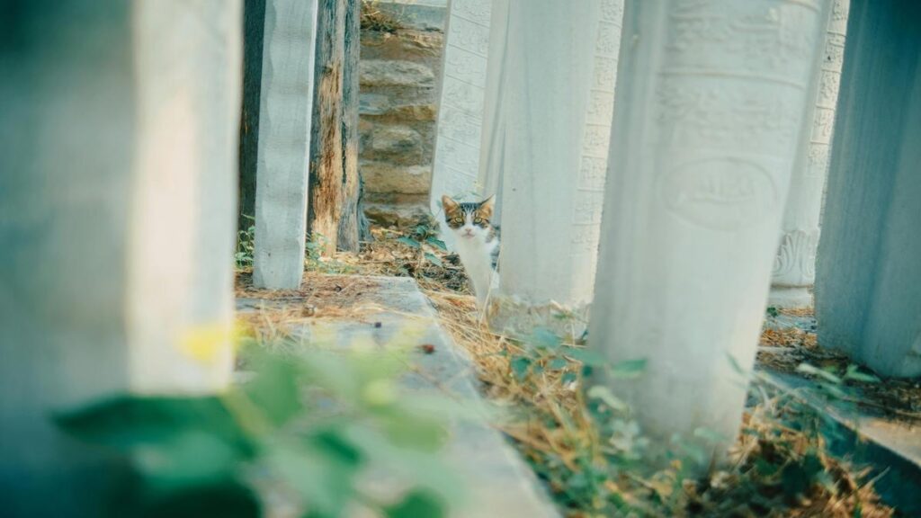 Cat's Secret Sounds, 7 Meanings,