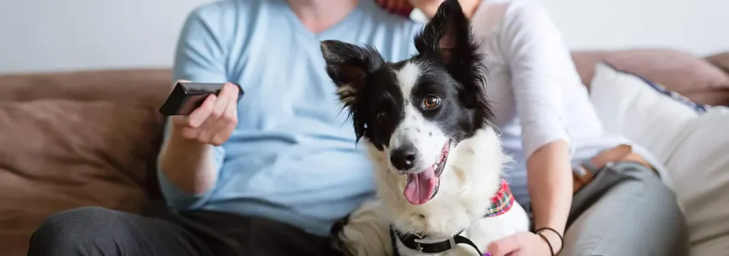 How Does TV Affect Your Dog?