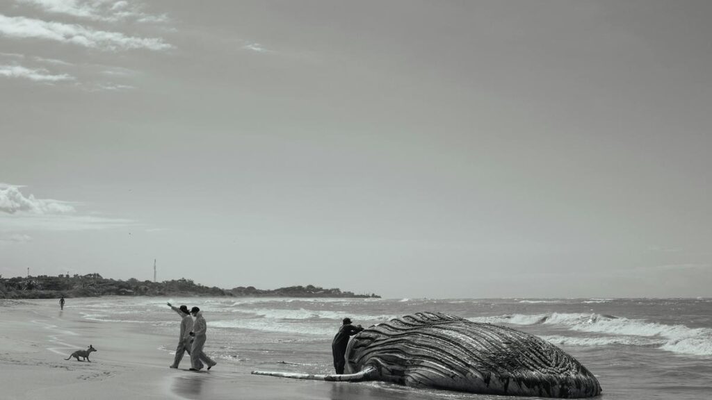 -essential-tips-for-choosing-the-best-dog-insurance