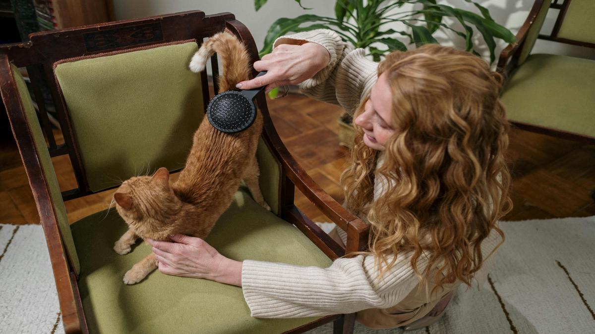 Feline Spa Treatments for the Purrfect Relaxation