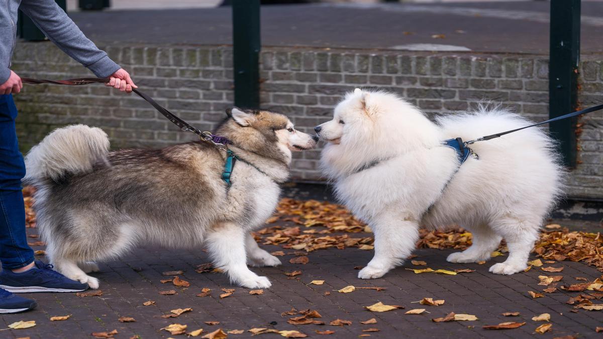 The Unconditional Love of Dogs: How Dogs Improve Your Life