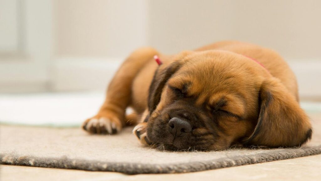 Is Your Dog Waking at Night?