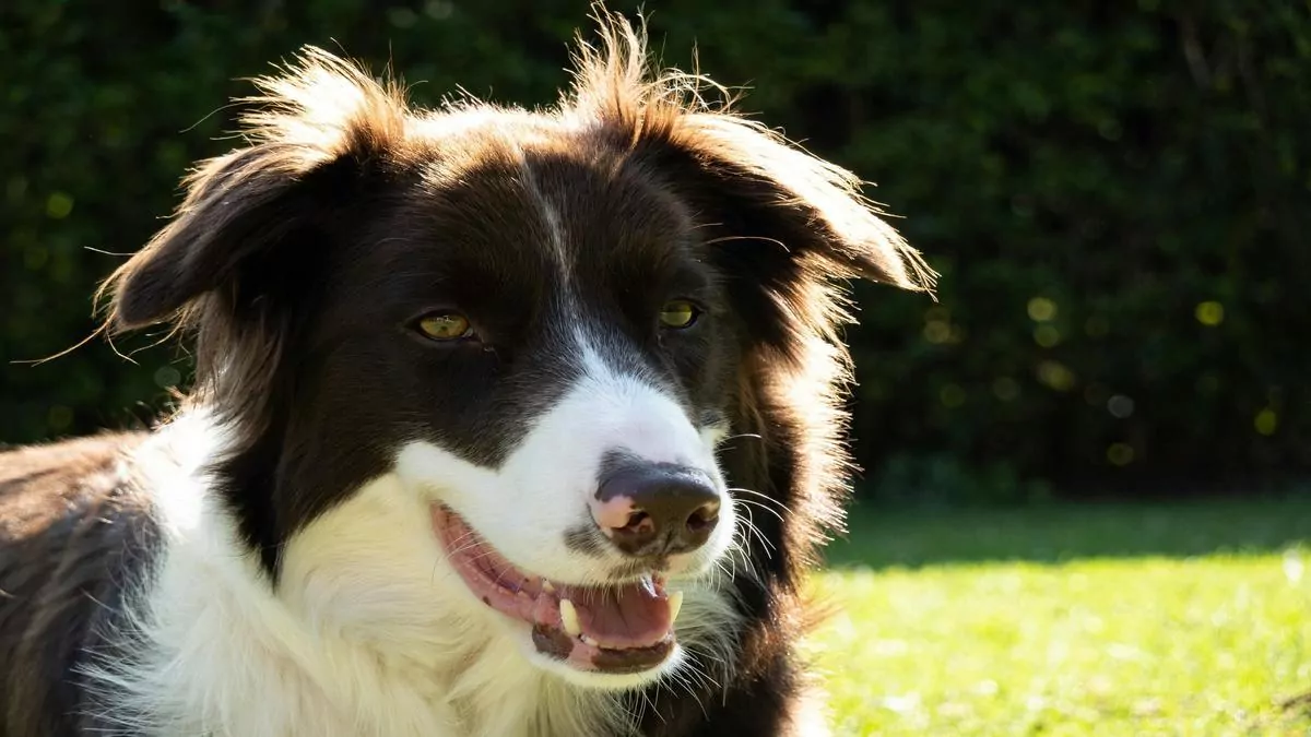Is Your Pet a Genius? Discover the Signs of Intelligence