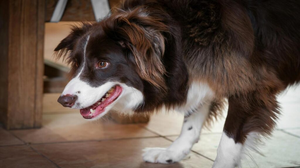 is-your-pet-a-genius-signs-of-intelligence