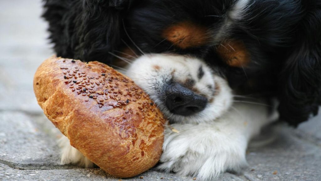 Kibble Hacks Save Money and Feed Your Dog Better