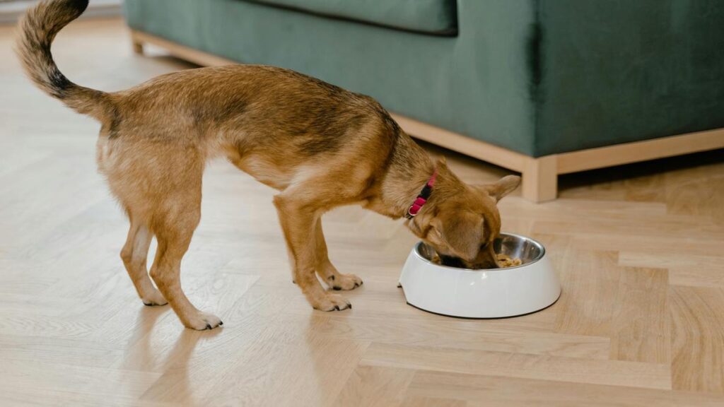 What Are Natural Diet Hacks for Dogs? Natural Diet Hacks Save Money and Cook for Your Dog