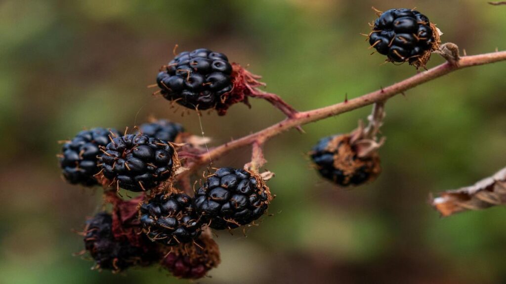 natural-diet-secrets-benefits-and-challenges