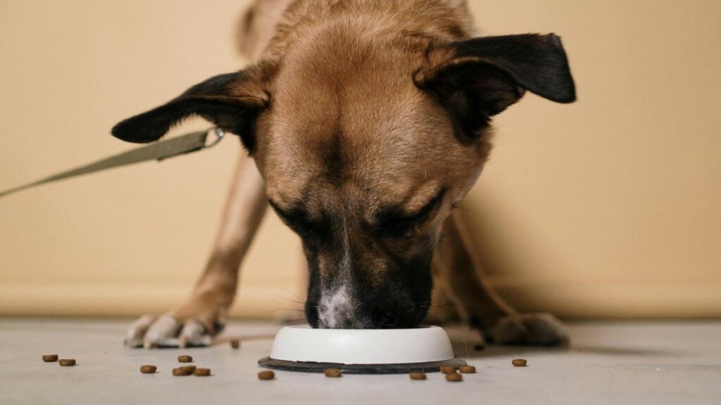 Natural Diets for Dogs What You Need to Know