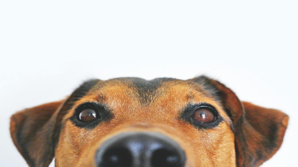 New walking paths = happier dog? Mental Health Benefits Explained