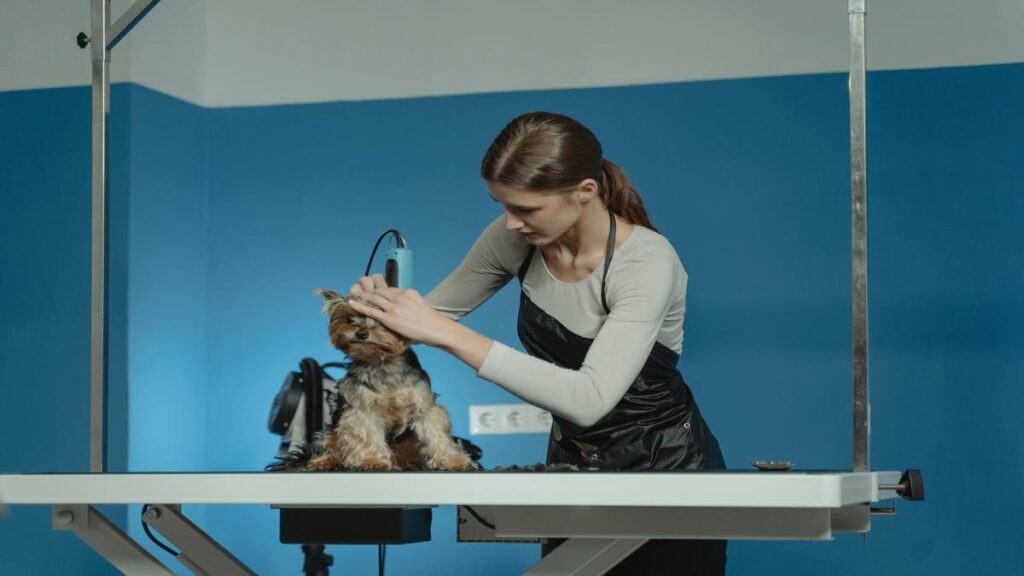 Classy Critters Pet Resort and Spa Luxury for Your Furry Friends