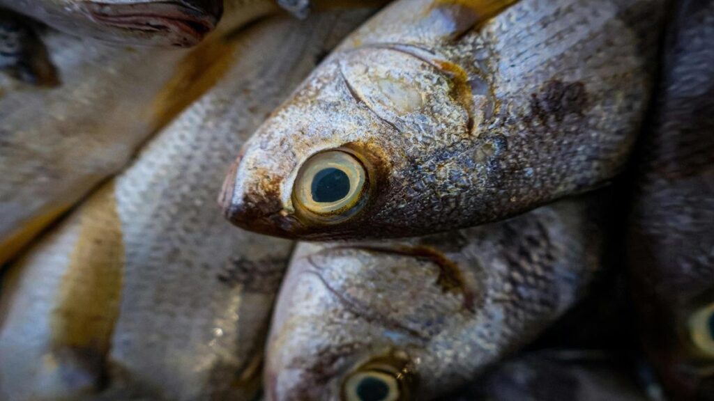 proven-methods-for-a-smooth-transition-to-a-natural-diet