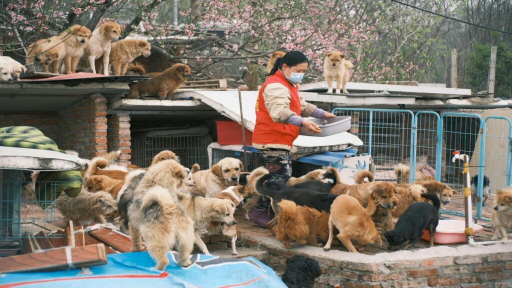 Proven Methods for Kibble Transition in Dogs