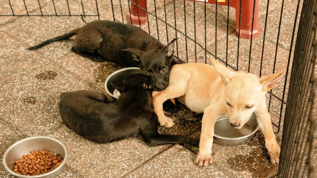 Quality Kibble Secrets What to Look For