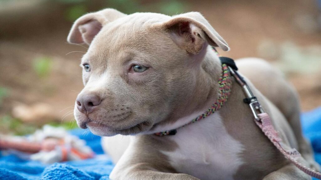 top--dog-insurance-plans-comparison-and-reviews