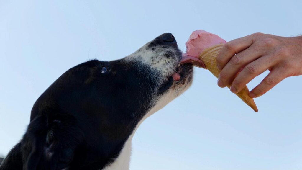 Top 10 Dog Kibble Brands Complete Analysis