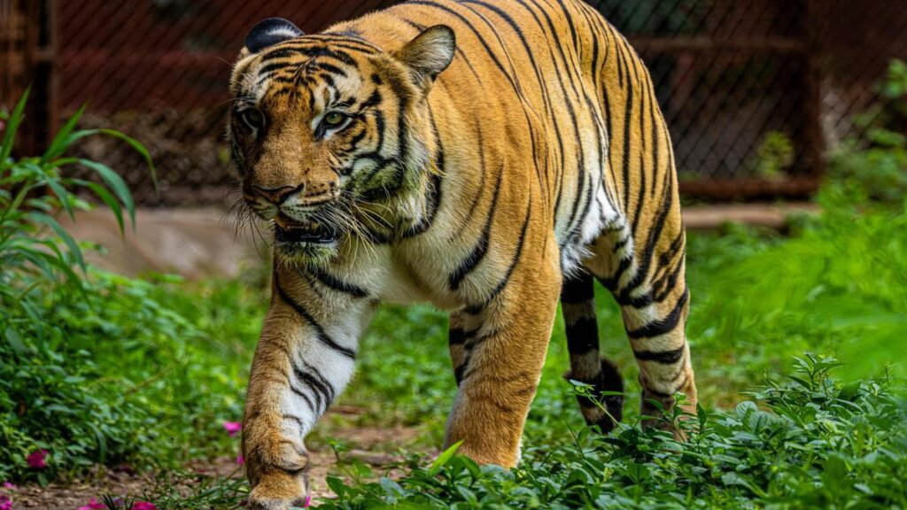 top--most-dangerous-fruits-for-pets-and--surprising-safe-ones-to-avoid-too