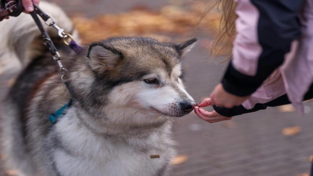 Why Your Dog Stares, Not Just Food,