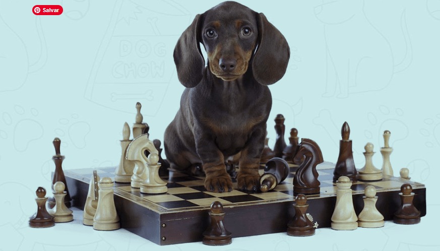 Brain Training For Dogs 