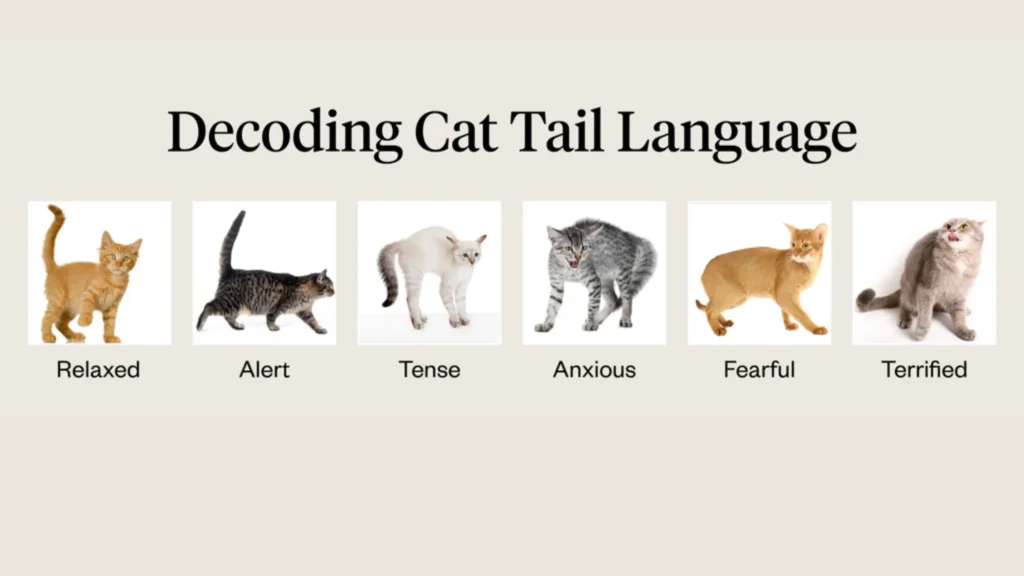 Decoding Cat Tail Wags