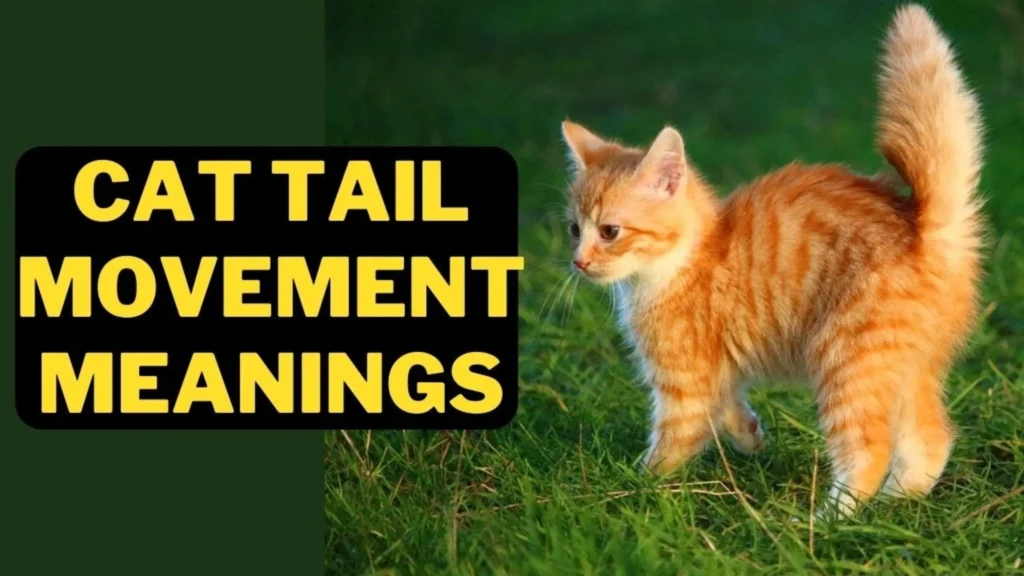 Decoding Cat Tail Wags, Complex Meanings,