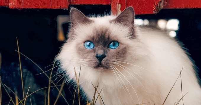 Find the Perfect Cat Breed for Your Lifestyle
