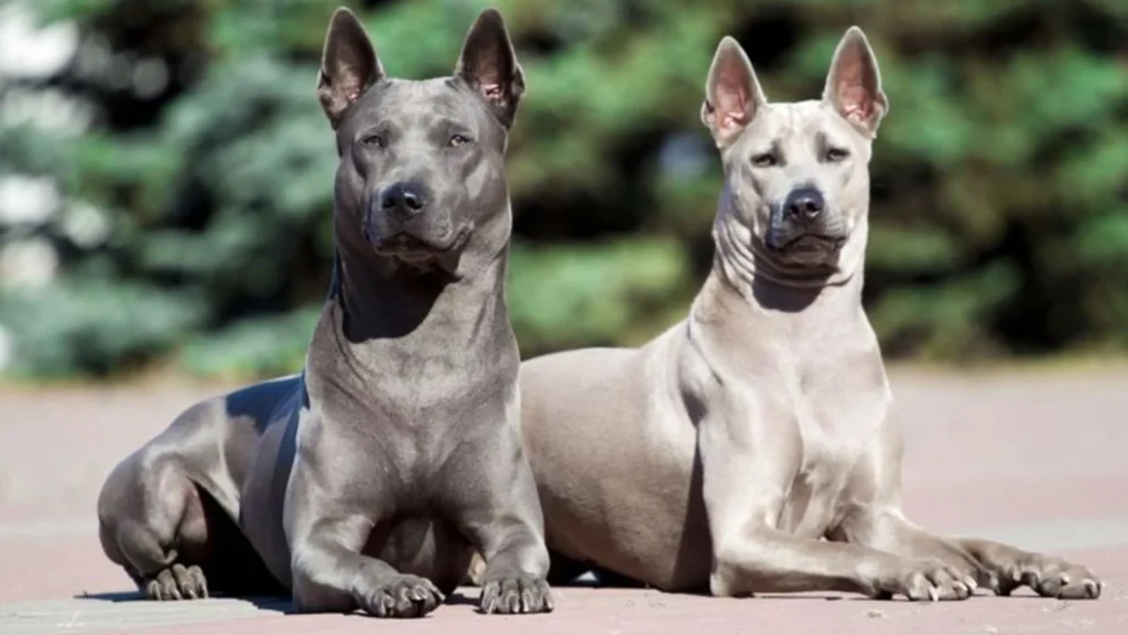 10 Exotic Dog Breeds Nobody Knows About 