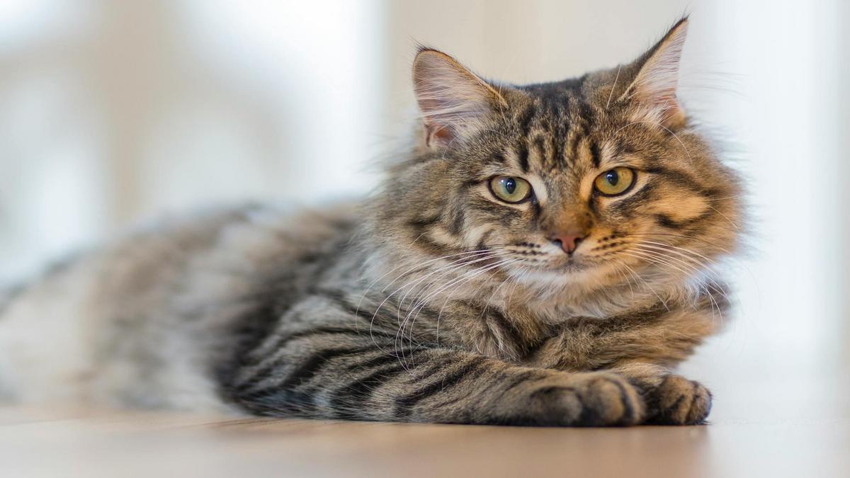 Why cat behavior matters for every owner
