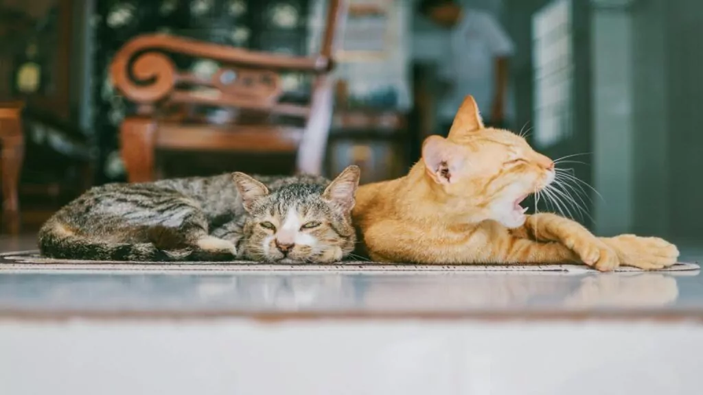 cat-behavior-secrets-every-owner-should-know
