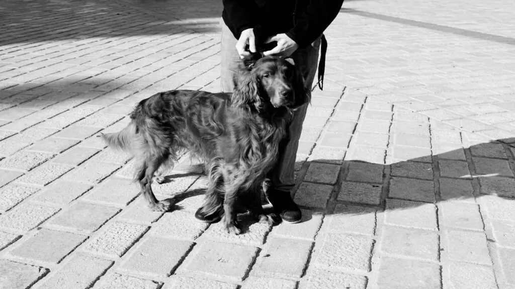 pet-breed-history-little-known-facts